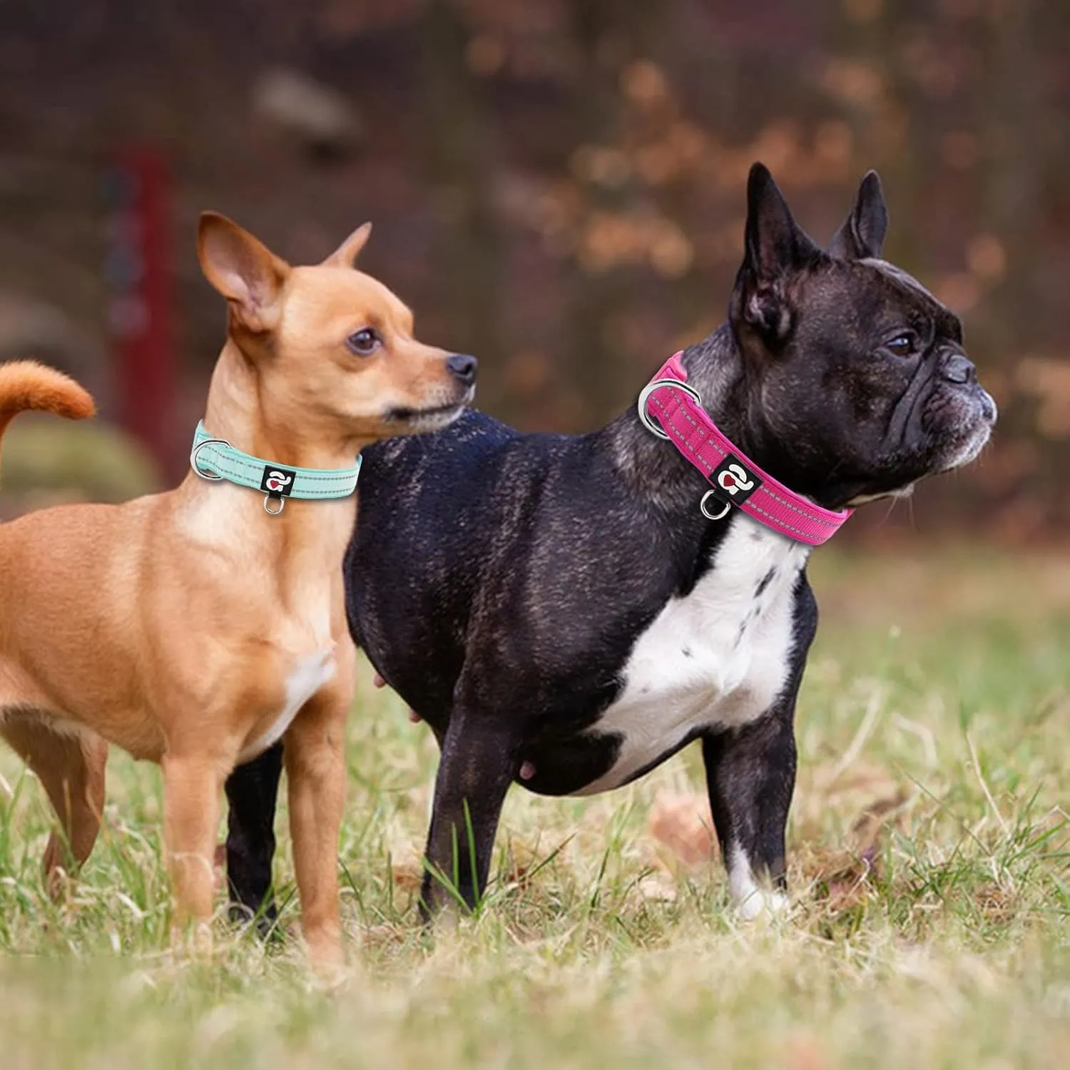 azuza 2 Pack Neoprene Padded Dog Collar for Small Dogs, Reflective Dog Collar with ID Tag Ring, Adjustable Safe and Comfy Dog Collars,Hot Pink/Teal,XS