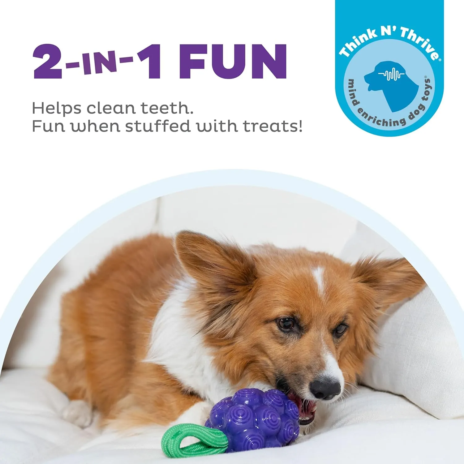 Outward Hound by Planet Dog Dental Grapes 2-in-1 Interactive Dog Chew Toy and Treat Stuffer, Medium, Purple