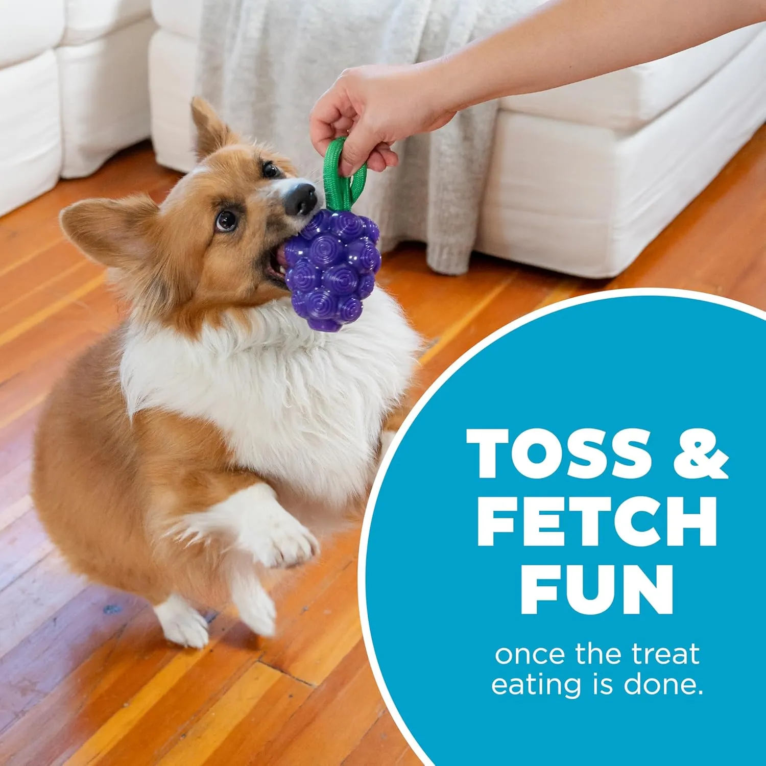 Outward Hound by Planet Dog Dental Grapes 2-in-1 Interactive Dog Chew Toy and Treat Stuffer, Medium, Purple